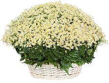 Цветочная композиция из Ромашки в корзине #REPLACE_PRED# Белебее